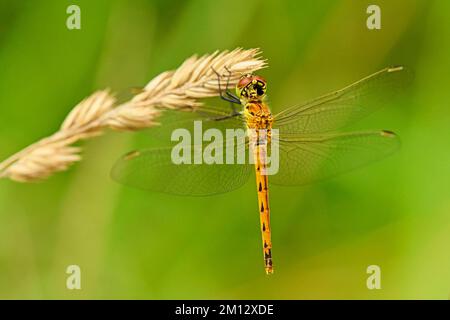 Dard tacheté (Sympetrum depressiusculum), femme, Suisse, Europe Banque D'Images