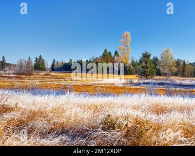 Ambiance matinale automnale avec des oiseaux et des roseaux dans le houx, la lande haute, Rothenthurm, canton de Schwyz, Suisse, Europe Banque D'Images