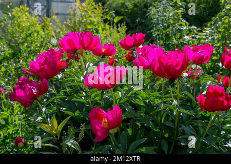 Pivoines herbacées Scarlet O Hara en fleurs Banque D'Images