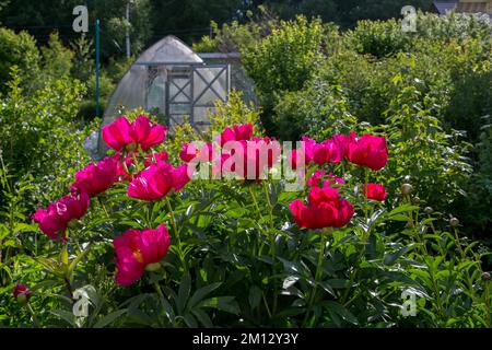 Pivoines herbacées Scarlet O Hara en fleurs Banque D'Images