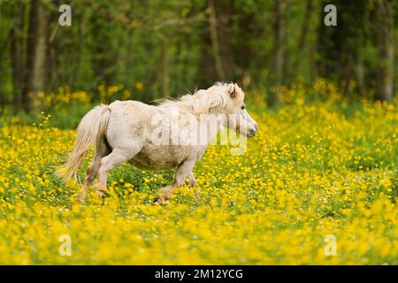 Cheval islandais (Equus islandicus), galopant de cheval gris sur le domaine de la coupe de beurre à fleurs (Ranunculus), captif, Suisse, Europe Banque D'Images