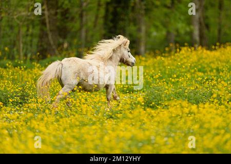 Cheval islandais (Equus islandicus), galopant de cheval gris sur le domaine de la coupe de beurre à fleurs (Ranunculus), captif, Suisse, Europe Banque D'Images