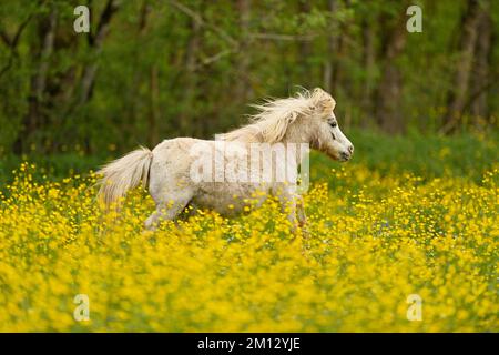 Cheval islandais (Equus islandicus), galopant de cheval gris sur le domaine de la coupe de beurre à fleurs (Ranunculus), captif, Suisse, Europe Banque D'Images