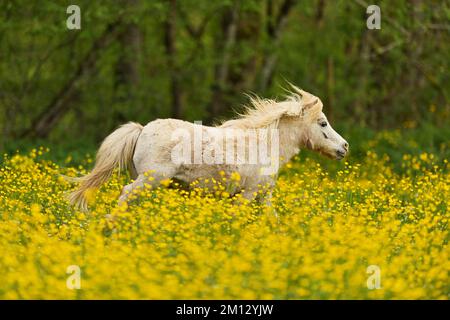 Cheval islandais (Equus islandicus), galopant de cheval gris sur le domaine de la coupe de beurre à fleurs (Ranunculus), captif, Suisse, Europe Banque D'Images