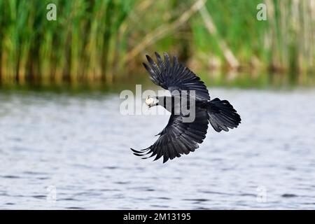 Corbeau de charrion (Corvus corone), en vol, avec oeuf de Grand Grebe à crête dans son bec, Suisse, Europe Banque D'Images