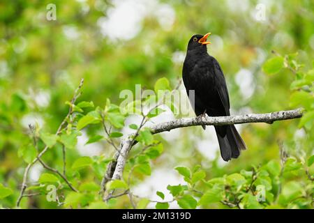 Blackbird (Turdus merula), homme chantant assis sur une branche, Canton d'Argau, Suisse, Europe Banque D'Images