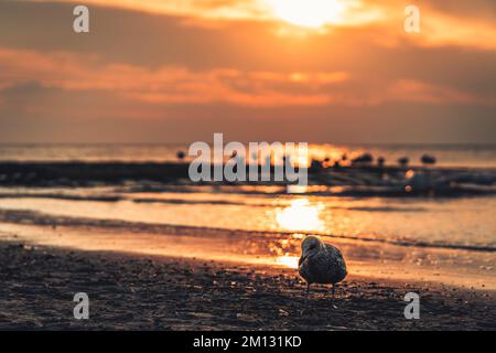 Mouette en premier plan, vue sur la mer du Nord, arrière-plan flou, plage ouest sur l'île de la mer du Nord Norderney Banque D'Images