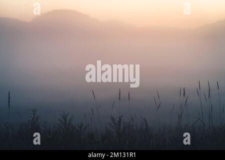 Ambiance matinale à l'Edersee à Hesse, lames d'herbe uniques au premier plan, brouillard avec horizon légèrement visible en arrière-plan Banque D'Images
