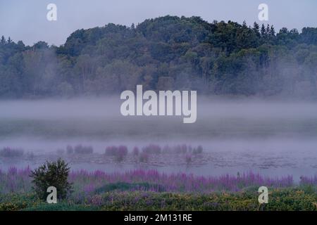 Matin humeur à l'Edersee à Hesse, fleur pourpre loestrife au premier plan avec brouillard sur l'eau Banque D'Images