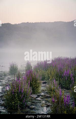 Ambiance matinale à l'Edersee séché à Hesse, fleur pourpre loestrife au premier plan avec brouillard sur l'eau Banque D'Images