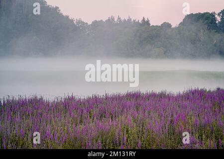 Matin humeur à l'Edersee à Hesse, fleur pourpre loestrife au premier plan avec brouillard sur l'eau Banque D'Images