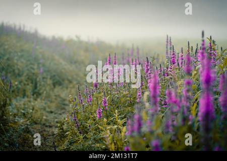 Matin humeur à l'Edersee à Hesse, fleur pourpre loestrife au premier plan avec brouillard sur l'eau Banque D'Images