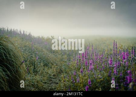 Matin humeur à l'Edersee à Hesse, fleur pourpre loestrife au premier plan avec brouillard sur l'eau Banque D'Images