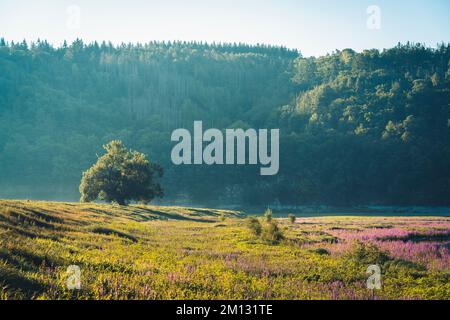 Le matin, ambiance à l'Edersee à Hesse, fleur de pourpre loestrife et un seul arbre en face du Kellerwald en arrière-plan Banque D'Images