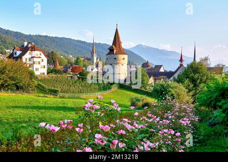 Roseraie derrière la Tour Capuchin, église, vieille ville et Rigi, Zug, canton de Zug, Suisse, Europe Banque D'Images