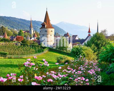 Roseraie derrière la Tour Capuchin, église, vieille ville et Rigi, Zug, canton de Zug, Suisse, Europe Banque D'Images