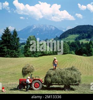 Récolte de foin près d'Oberaudorf en face du Kaisergebirge, haute-Bavière, Bavière, Allemagne, photo historique, Vers 1965, en Europe Banque D'Images