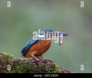 Kingfisher reposant sur un perchoir de la rivière, surplombant son territoire Banque D'Images