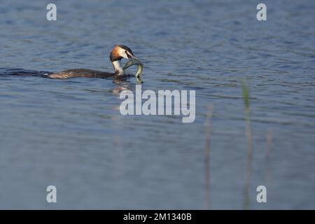 Grand Grebe à crête (Podiceps cristatus) avec proie, natation, brochet, poisson, manger, Eau, Illmitz, Seewinkel, Lac Neusiedl, Burgenland, Autriche, Europ Banque D'Images