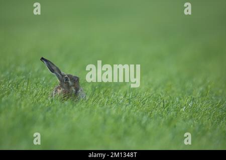 Lièvre européen (Lepus europaeus) dans le champ, tête, oreille, caché, regardant dehors, Sortie, recherche, de Staart, Texel, Hollande-du-Nord, Pays-Bas Banque D'Images