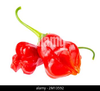 Piments rouges mûrs isolés sur fond blanc. Capsicum baccatum ou poivre de la couronne de Bishop Banque D'Images