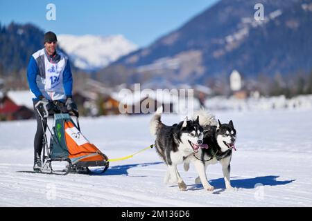 Musher avec deux huskies sibériennes à la course de chiens de traîneau à Lenk en 2022, Suisse, Europe Banque D'Images