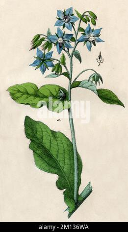 Borago officinalis, (livre botanique, 1879), Borretsch Banque D'Images