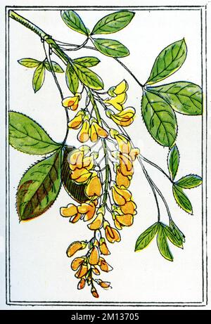 laburnum commun, chaîne dorée ou pluie dorée Laburnum anagyroides, Petersen, Carl Olof (1881-1931) (livre de jardin, 1936), Goldregen Banque D'Images