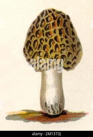 Morel commun Morchella esculenta, (livre botanique, ca. 1900), Speise-Morchel Banque D'Images