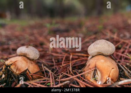 Gros plan d'un champignon d'étoile de la terre, Geastrum triplex, dans une forêt de pins Banque D'Images