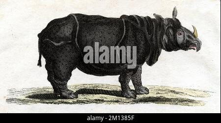 Rhinocéros indiens Rhinoceros unicornis, (, ), Panzernashorn Banque D'Images