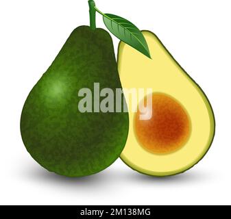 Vecteur réaliste avocat de fruits frais isolé sur fond blanc. Entier et coupé en moitié avocat avec fosse. Illustration vectorielle. Illustration de Vecteur