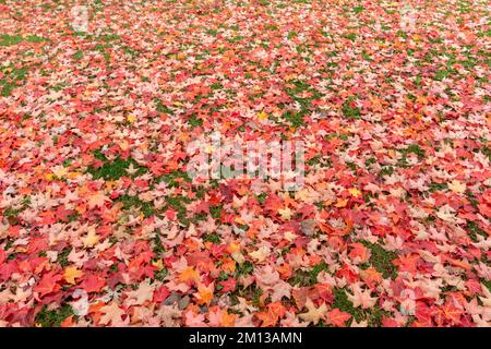 La pelouse verte est recouverte de feuilles d'érable en automne. Banque D'Images