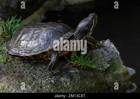 Étang Slider tortue, Trachemys scripta, basking illustré. Les glisseurs de bassin sont indigènes du centre-sud et du sud-est des États-Unis et du nord du Mexique. Banque D'Images