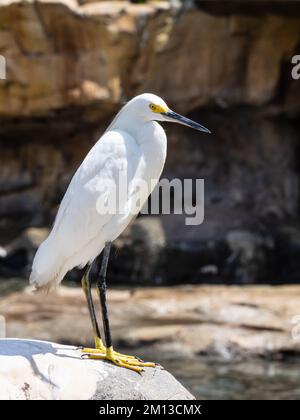 Egretta thula, un égret enneigé, perché sur quelques rochers, attendant la nourriture. Banque D'Images