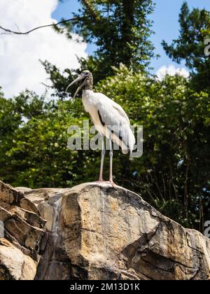 Une cigogne en bois, Mycteria americana, debout sur un rocher. Banque D'Images