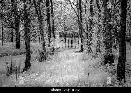 Photographie d'art boisé baigné dans une belle lumière de fin de soirée avec des images d'arbres en noir et blanc, un art de la nature en été, en t Banque D'Images