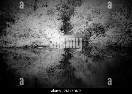 Photographie infrarouge noir et blanc sépia tonique d'une piscine boisée avec réflexions de végétation prises dans la campagne et les forêts Banque D'Images