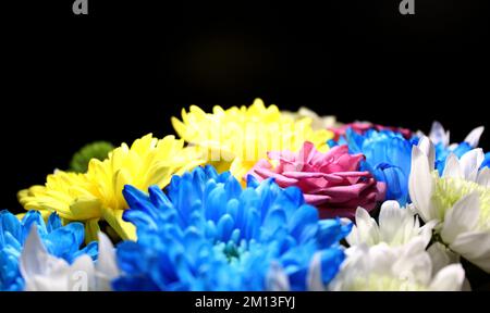 Fleurs multicolores sur fond noir vue latérale Macro Shot stock photo Banque D'Images