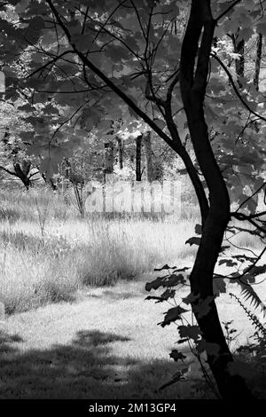 Photographie d'art boisé baigné dans une belle lumière de fin de soirée avec des images d'arbres en noir et blanc, un art de la nature en été, en t Banque D'Images