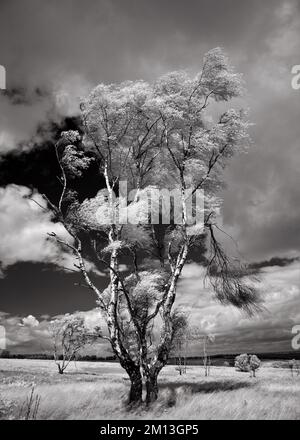 Image infrarouge noir et blanc d'un paysage de Cannock Chase, dans une zone de beauté naturelle exceptionnelle Staffordshire Angleterre Royaume-Uni Banque D'Images