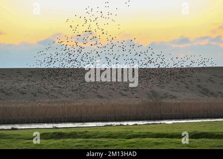 Abbotsbury, Dorset, Royaume-Uni. 9th décembre 2022. Météo Royaume-Uni. Des milliers de Starlings se rassemblent pour leur murmure nocturne au coucher du soleil à Abbotbury, dans le Dorset, alors qu'ils se préparent à rôtir dans les lits de roseaux côtiers pour la nuit à la fin d'une journée de températures froides. Crédit photo : Graham Hunt/Alamy Live News Banque D'Images