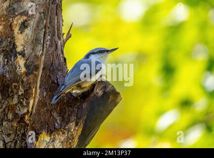 L'oiseau de chaume eurasien se trouve sur la branche d'un vieux arbre qui embrasse l'écorce fissurée avec ses griffes Banque D'Images