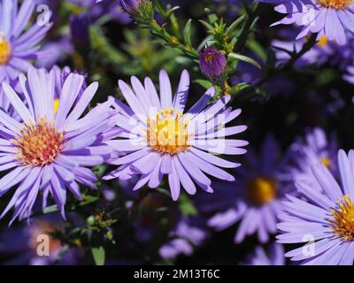 Magnifique aster aromatique violet et lavande (Symphyotrichum oblongifolium) dans un jardin en été. Banque D'Images