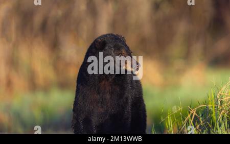 Un ours noir de printemps dans le nord du Wisconsin. Banque D'Images
