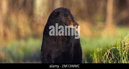 Un ours noir de printemps dans le nord du Wisconsin. Banque D'Images