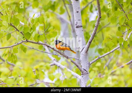 Baltimore est un centre d'orientation dans le nord du Wisconsin. Banque D'Images