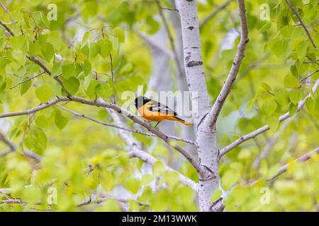 Baltimore est un centre d'orientation dans le nord du Wisconsin. Banque D'Images