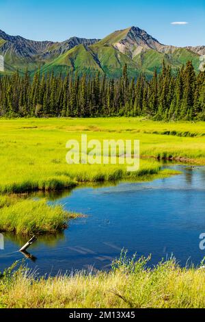 Herbes de marais luxuriantes; ruisseau Swede Johnson; parc national Kluane; monts Saint Elias; territoire du Yukon; Canada Banque D'Images