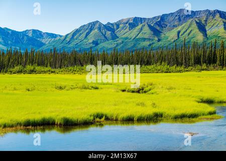 Herbes de marais luxuriantes; ruisseau Swede Johnson; parc national Kluane; monts Saint Elias; territoire du Yukon; Canada Banque D'Images
